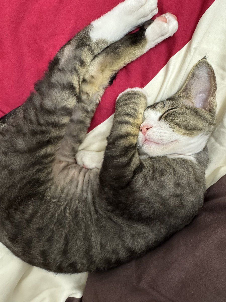 lo_puka's tweet photo. loki～～ https://t.co/Nv2AGj9VsO