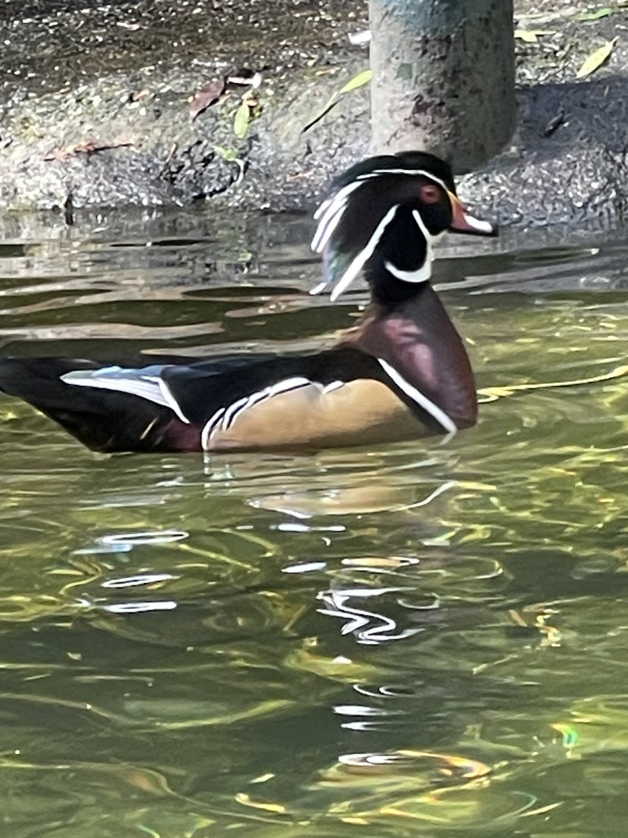 Glen Woods tweet media