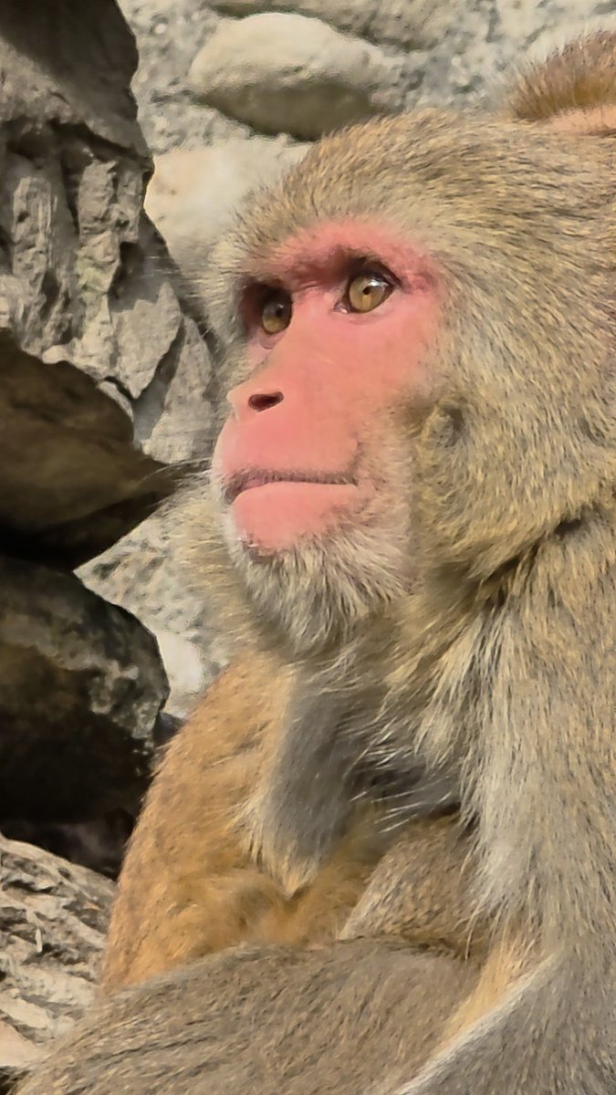 Mohan_P_Joshi's tweet image. I asked,
“Why did you become conscious?”

The universe smiled,
whispering—

“So I could look back
at myself
through your wondering eyes.

To feel everything—
joy, heartbreak,
longing, loss, love—

and call it
life.”

#Consciousness #Poetry #Cosmos