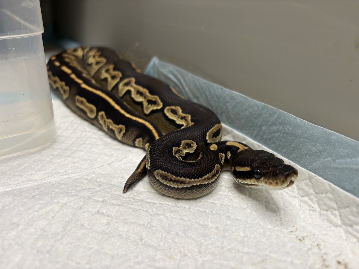 AF_SoRA@ルート tweet media