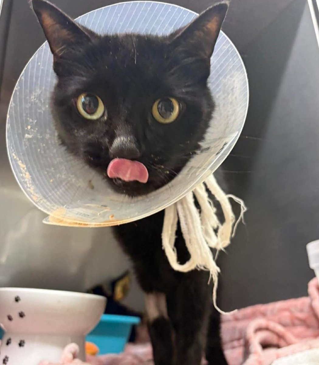 nobby_saitama's tweet photo. フロリダ州のある動物保護施設が、腸の手術が必要だったため安楽死の対象となっていた6歳のミッドナイトという名の猫を引き取った。施設側が手術を引き受けたところ、ミッドナイトがヘアゴムを26個も飲み込んでいたことが判明した。彼女は手術を無事に終え、完全に回復する見込みだ。 https://t.co/WU0XvOYMDK