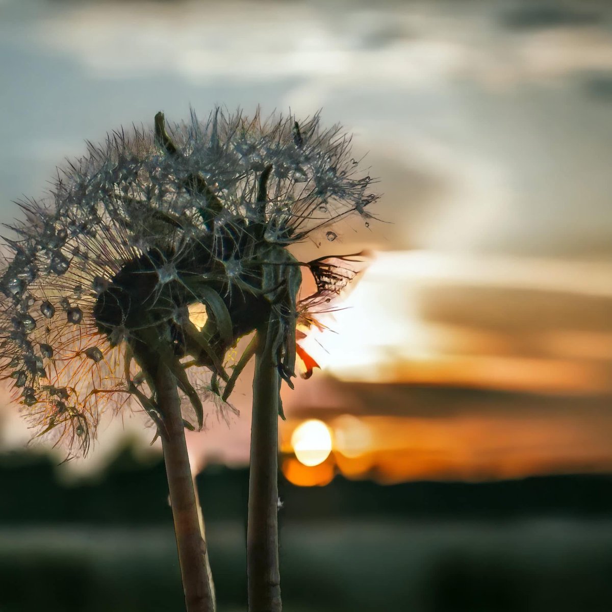 AnitaSamore tweet media