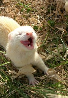 Ferret Every Hour tweet media