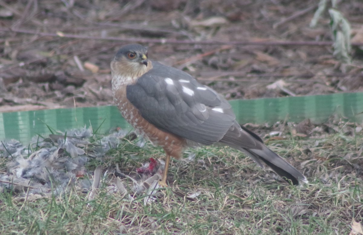 Kevin Rushton tweet media