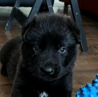 Itsie Bitsie Rescue tweet media