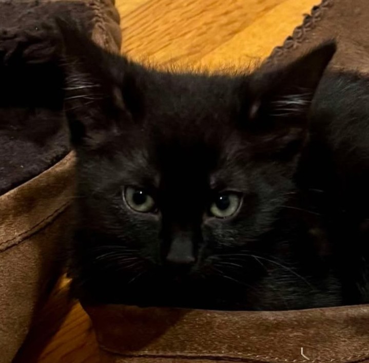 Itsie Bitsie Rescue tweet media