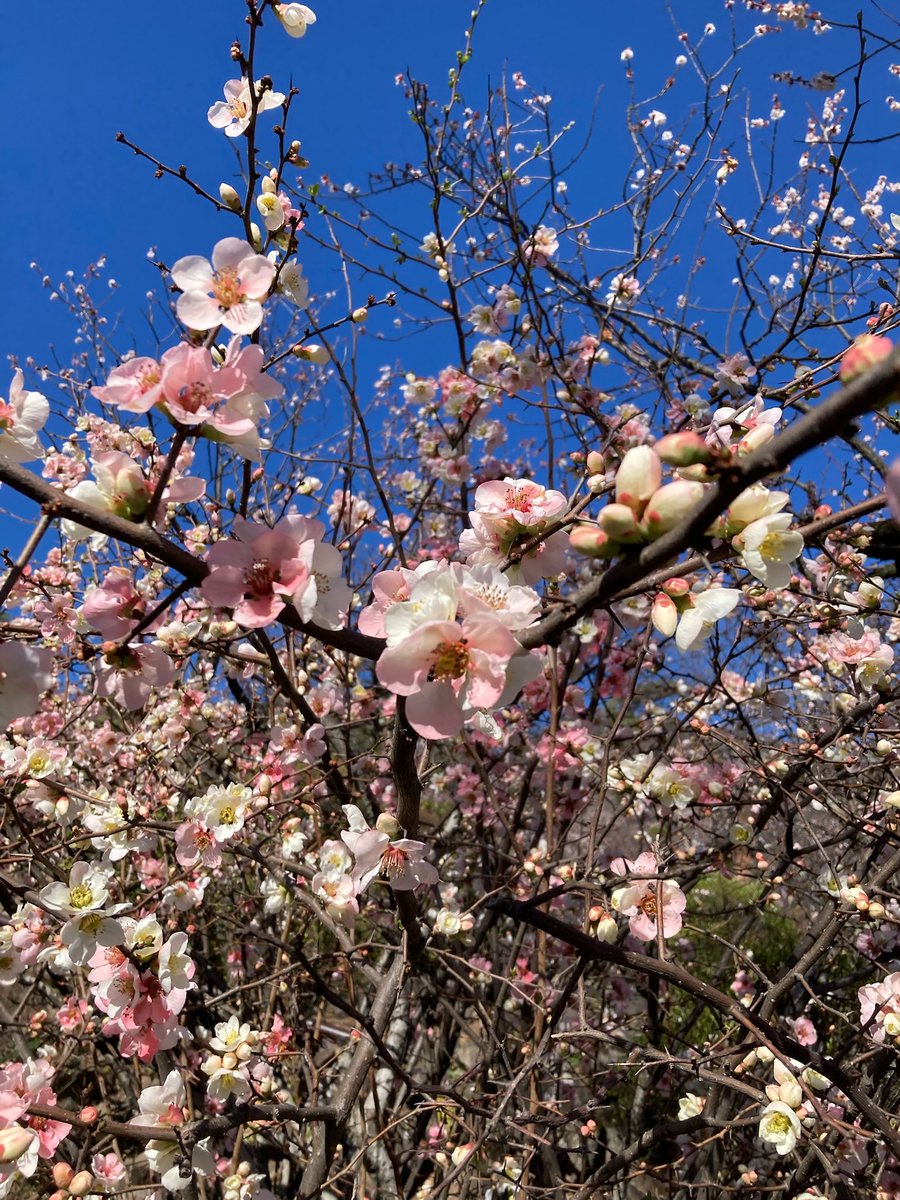 のんびり散歩 tweet media