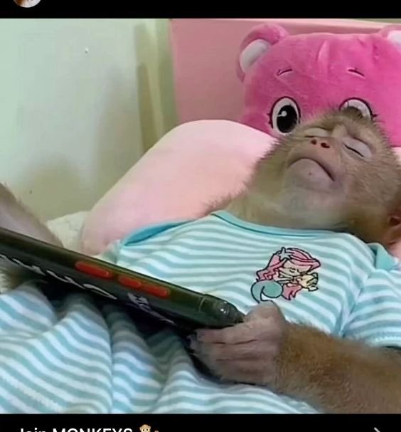 Out Of Context Monkeys tweet media