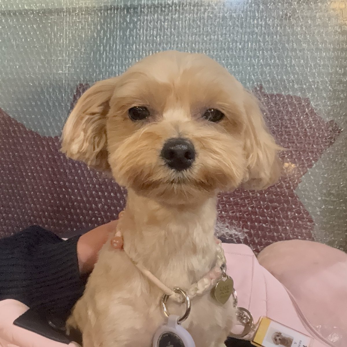 스타견 낫또 tweet media