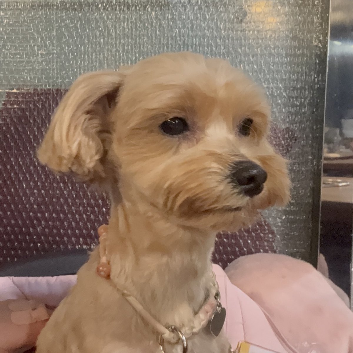 스타견 낫또 tweet media