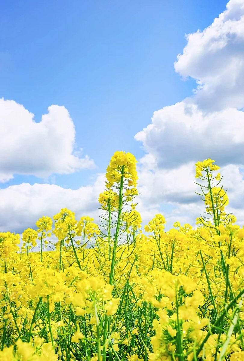 🇨🇳 大牛🇨🇳 tweet media