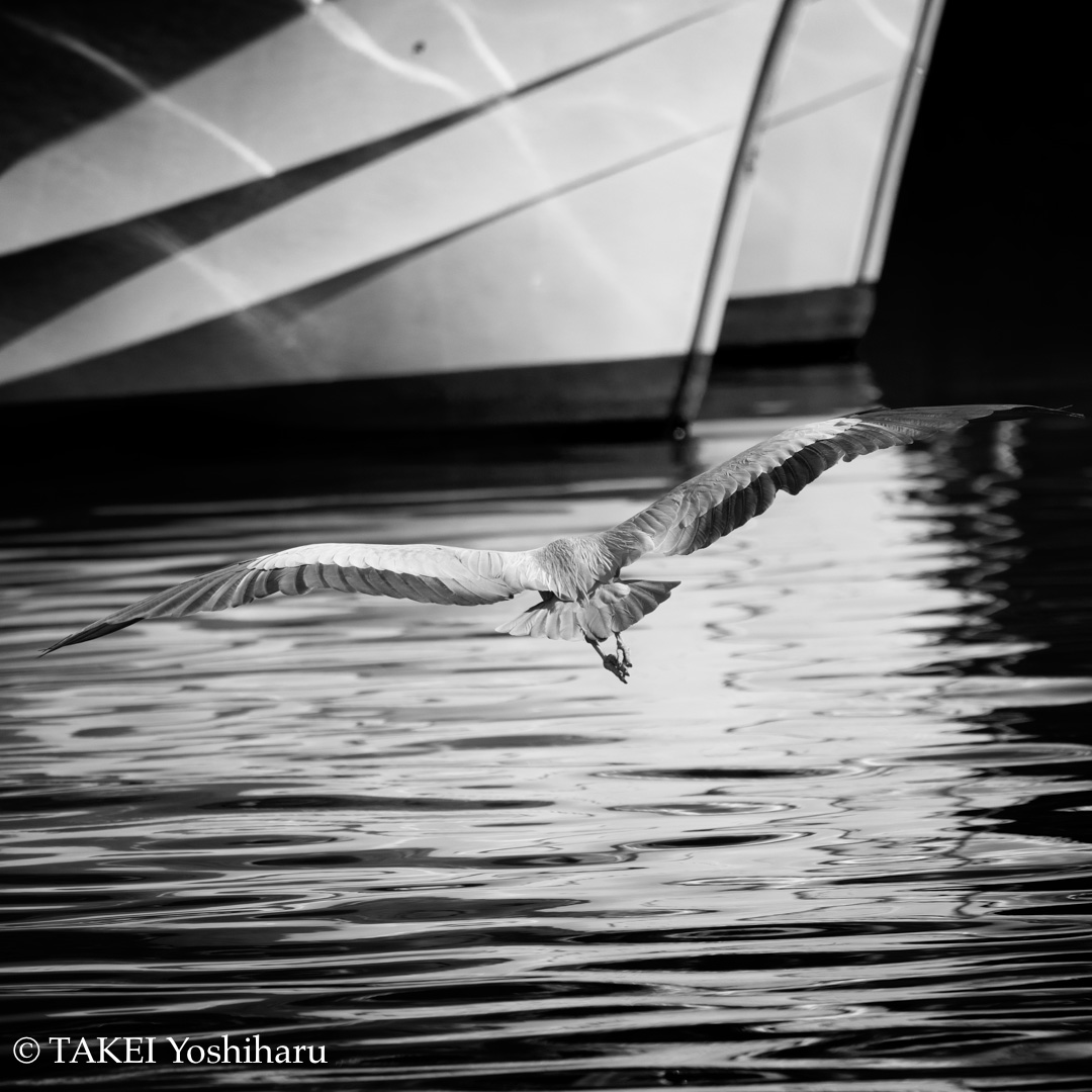takeiyosh's tweet photo. アオサギ
Gray heron
#アオサギ #漁港
#grayheron #fishingport
#blackwhitephotography #canon https://t.co/hOInyo53CT