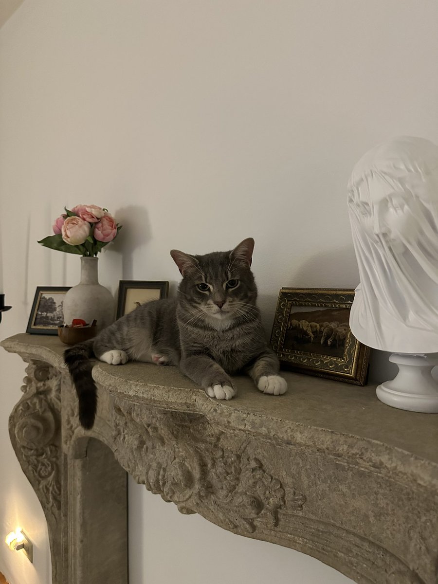 ashcatt91's tweet photo. Hi NYC! This perfect boy is named Mittens &amp; he is up for adoption through CatCollectiveNY. He loves to cuddle, play, gets along w other cats &amp; only wants to be your best friend. Please share to help him get adopted or message me if you’re interested❤️ #NYC #adoptme #newyorkcity https://t.co/MUgMCiioY5