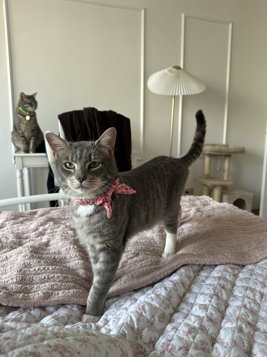 ashcatt91's tweet photo. Hi NYC! This perfect boy is named Mittens &amp; he is up for adoption through CatCollectiveNY. He loves to cuddle, play, gets along w other cats &amp; only wants to be your best friend. Please share to help him get adopted or message me if you’re interested❤️ #NYC #adoptme #newyorkcity https://t.co/MUgMCiioY5