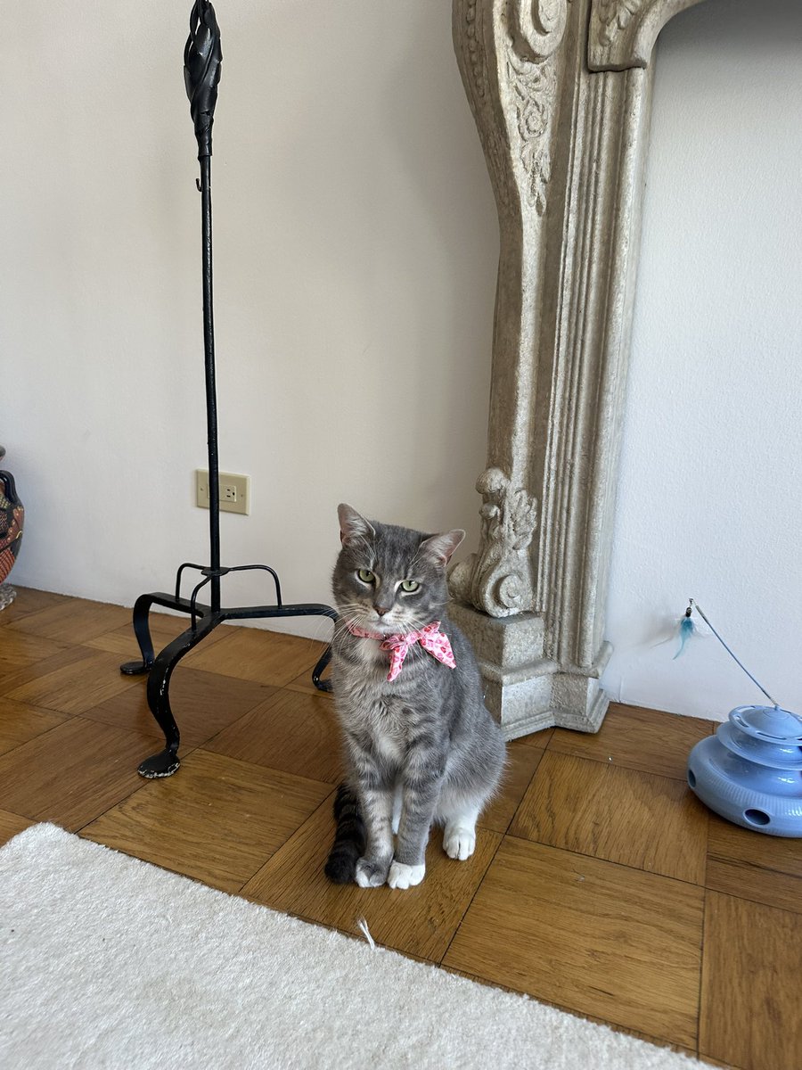 ashcatt91's tweet photo. Hi NYC! This perfect boy is named Mittens &amp; he is up for adoption through CatCollectiveNY. He loves to cuddle, play, gets along w other cats &amp; only wants to be your best friend. Please share to help him get adopted or message me if you’re interested❤️ #NYC #adoptme #newyorkcity https://t.co/MUgMCiioY5