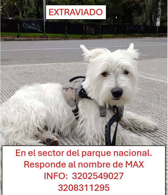 ValeBrr2001's tweet photo. A las 8:00 fue nuevamente ubicado en el Parque nacional. Está demasiado asustado es muy difícil agarrarlo, tiene una pechera verde militar y responde al nombre de Max.  Por favor, cualquier ayuda se agradece! Número extra de contacto: +57 321 2438778 https://t.co/URo287uZ56
