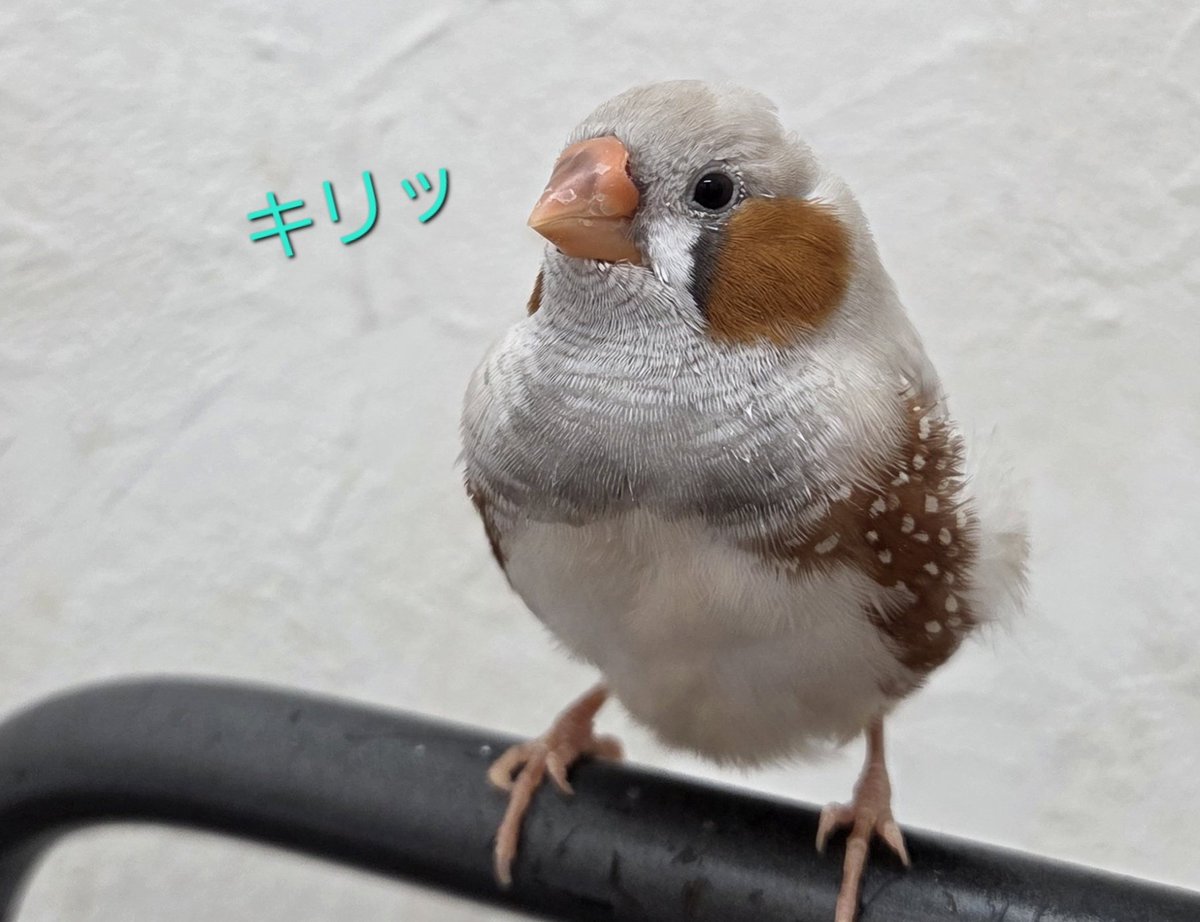 mococo820's tweet image. 男前✨