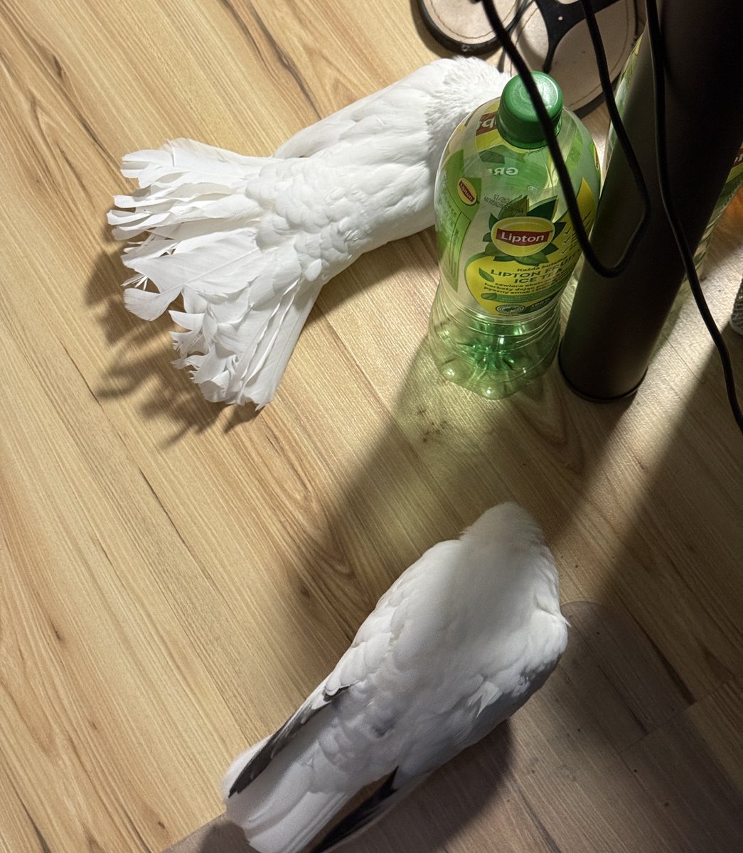 Lex (28.03.2026 | 3.0 debiut) tweet media