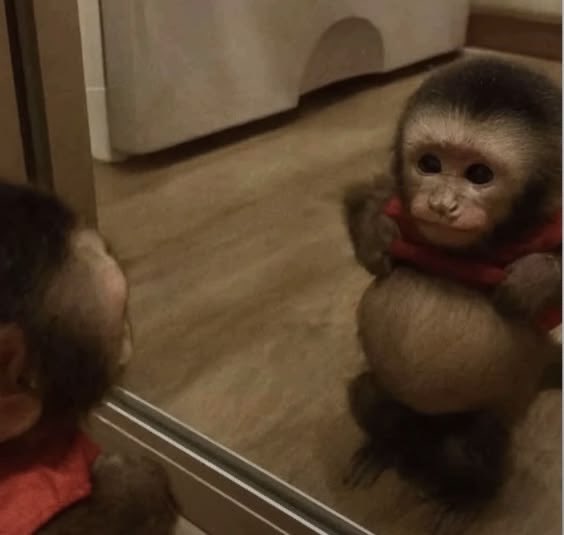 Out Of Context Monkeys tweet media