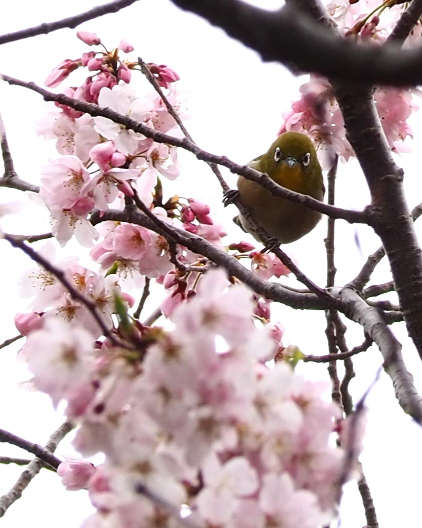 三溪園 tweet media