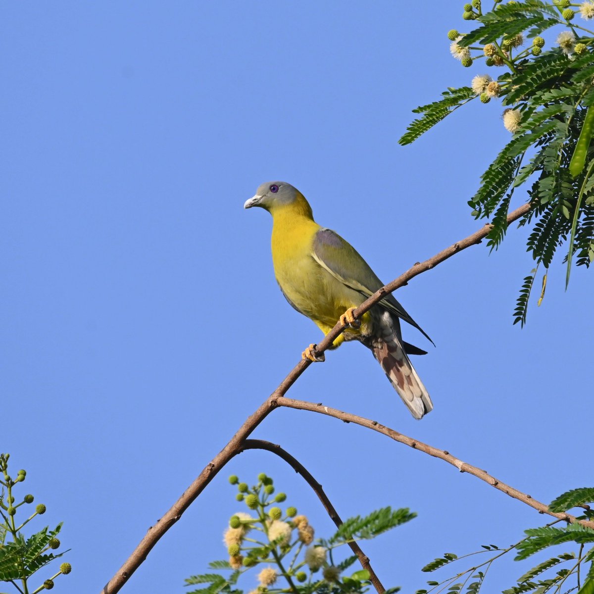 Amit Sood tweet media