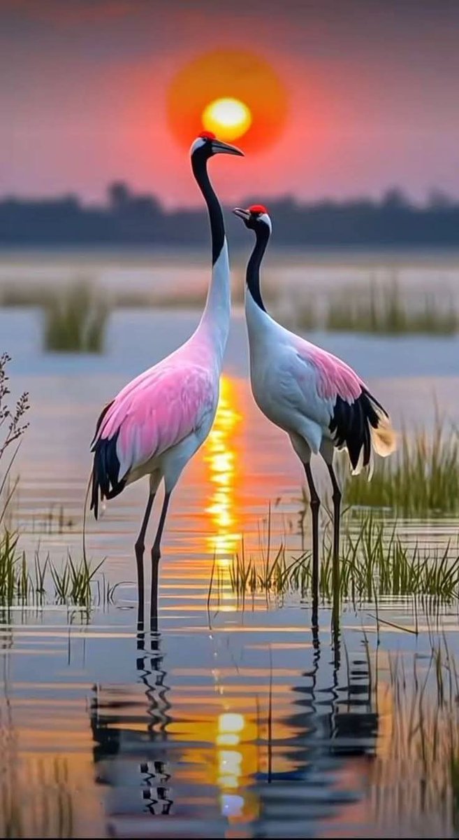 Zinaida_p2's tweet image. This is the dawn on the canvas of nature. A unique moment of peace and beauty. 
Have a great day everyone. ☀️🕊️

#MorningVibes #NatureLovers #Peaceful #X #news