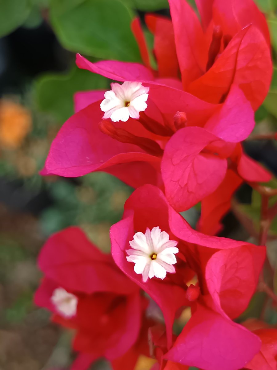 नीलेश रायचुरा tweet media