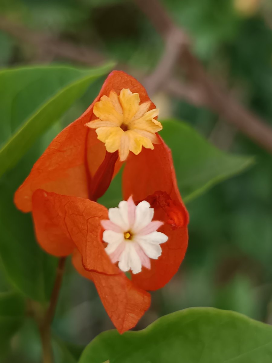 नीलेश रायचुरा tweet media