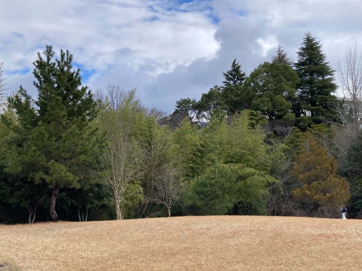 朝ん歩の風景、三重県北部、開花まで後1週間ぐらいでしょうか(^^)