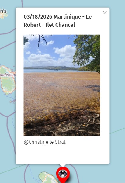 Sargassum Monitoring® tweet media