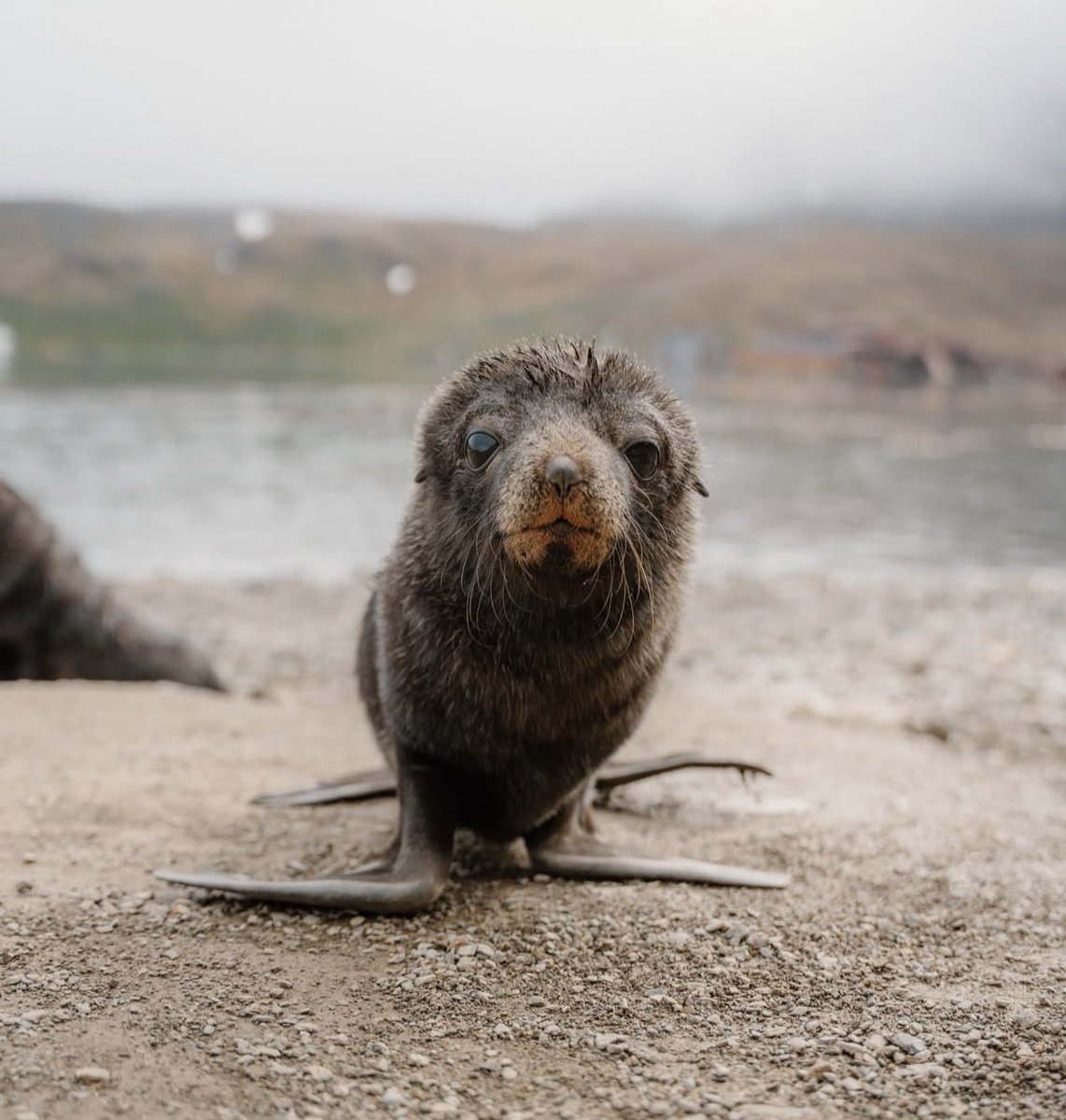 Herbuurna 🦭🇵🇷 tweet media