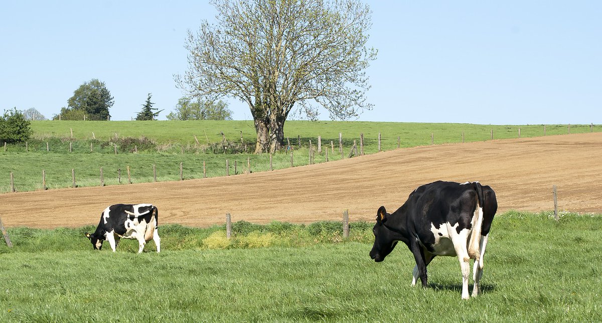 FarmShopAus's tweet photo. Introducing our portable milking machines, perfect for those early cows or small-scale operations where you don't want to fire up the whole shed. Whether you need a single or two-place setup, we've got you covered!

https://t.co/spKkVQfsAh https://t.co/6ejoL0Ig4q