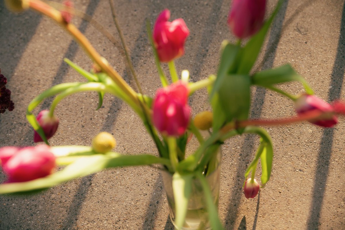 mediumcoolgirl's tweet photo. March tulips https://t.co/ruJjedH3Sk