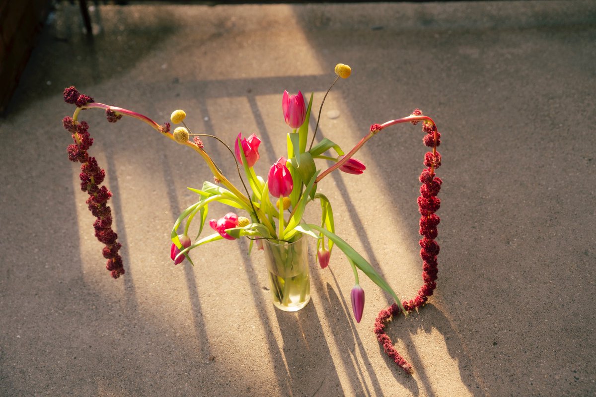 mediumcoolgirl's tweet photo. March tulips https://t.co/ruJjedH3Sk