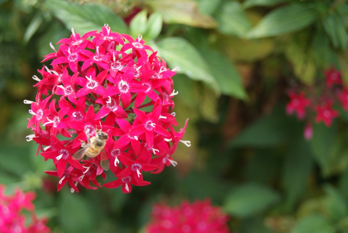 Susan Nelson tweet media