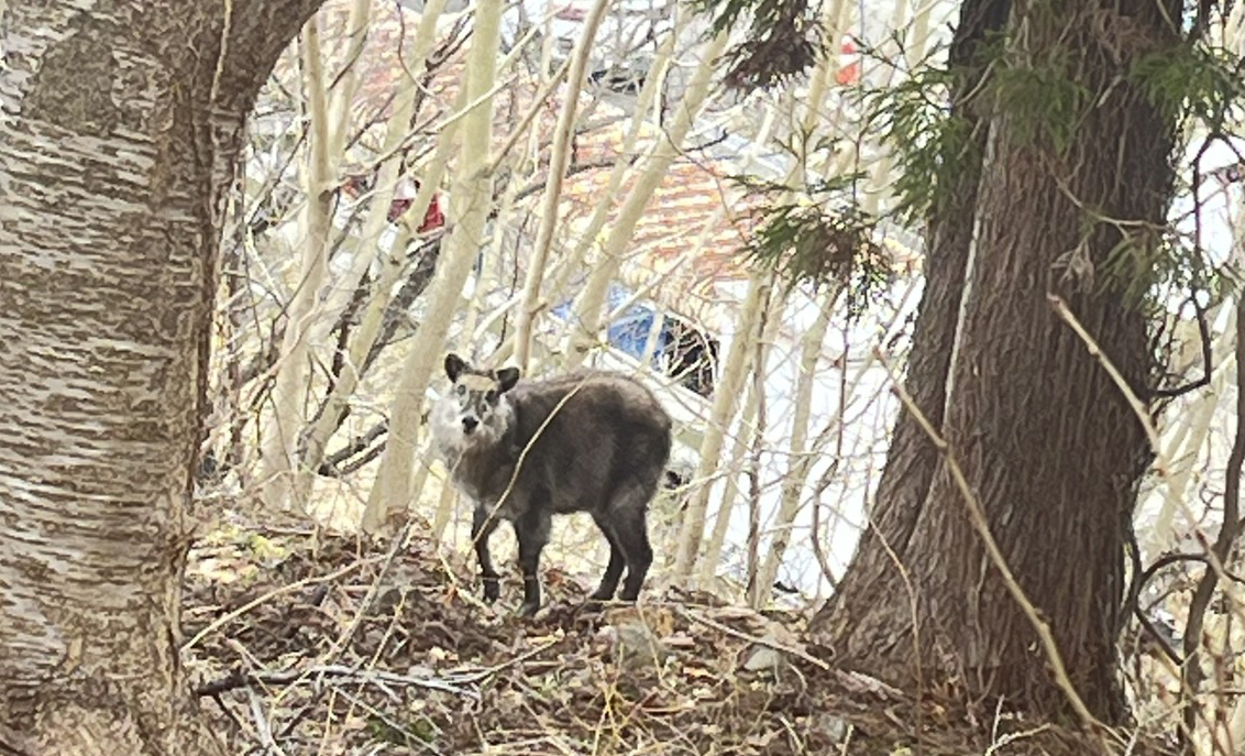 海上自衛隊大湊地区隊【公式】 tweet media