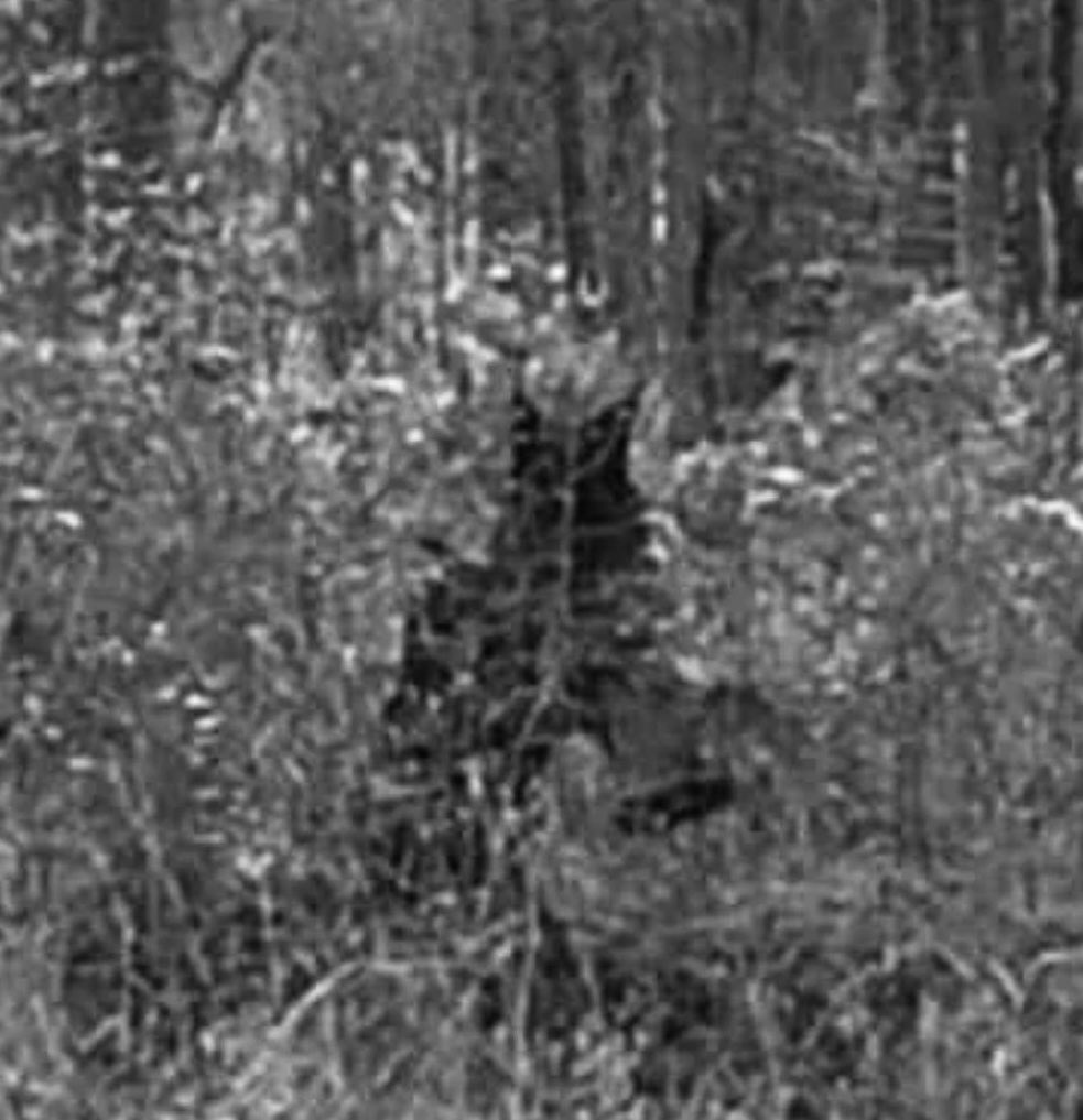 Wolfsinn tweet media