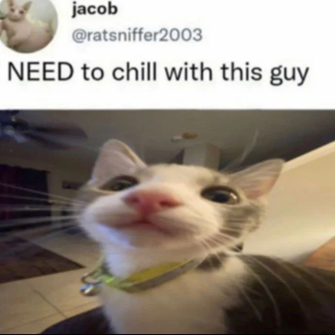 Punch Cat tweet media