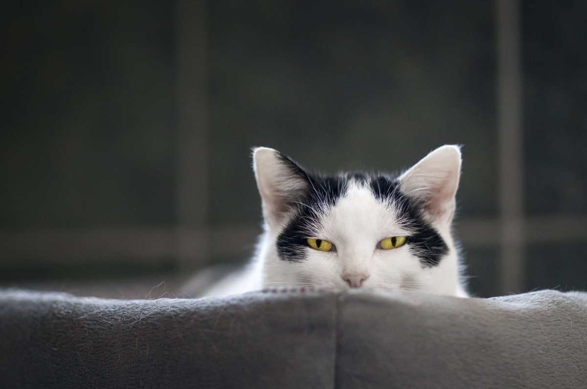 Echo🐈 tweet media