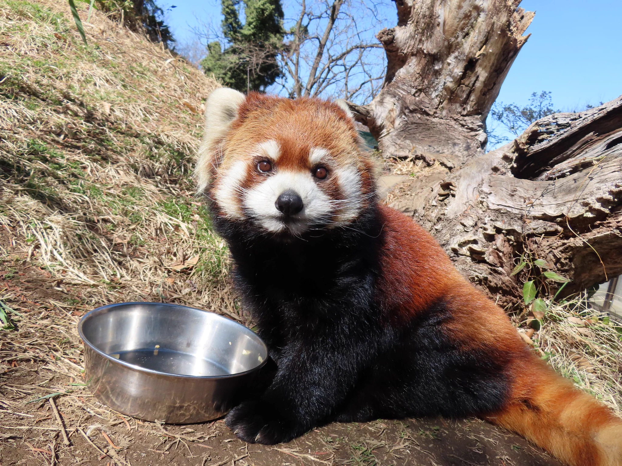 長野市茶臼山動物園【公式】 on X: 