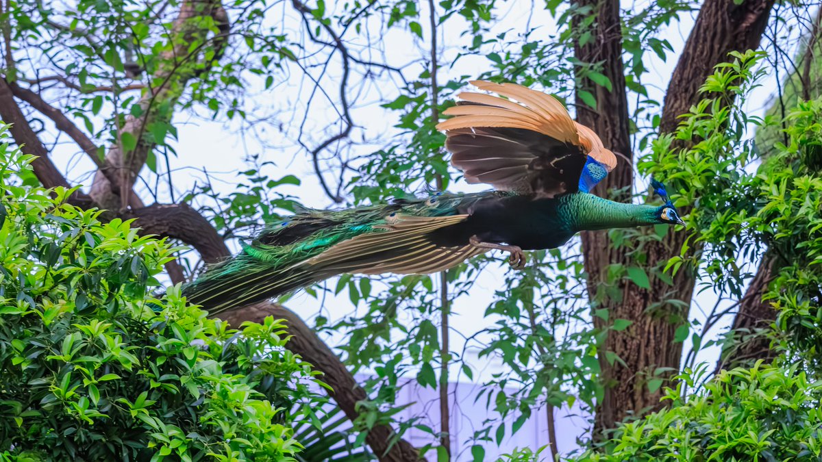 People's Daily, China tweet media