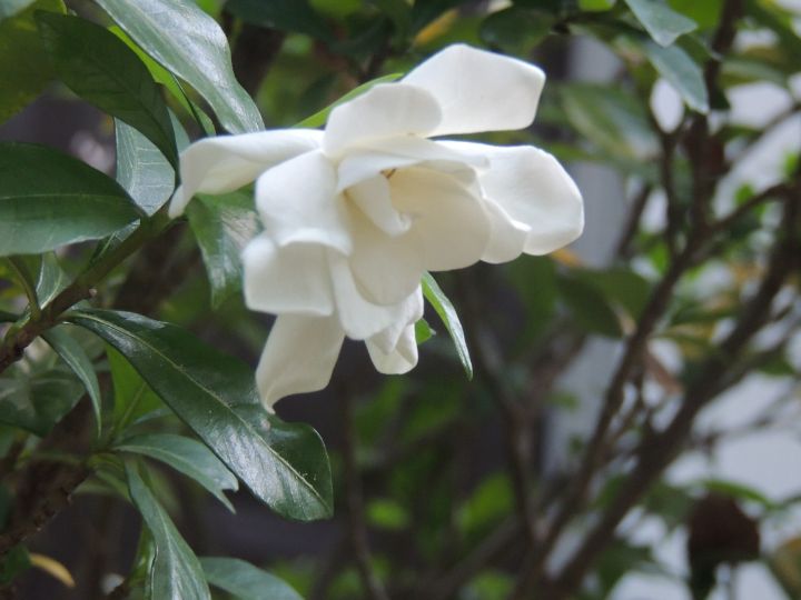 ambers_focus's tweet photo. Art of the Day! "White Flower". Buy at: https://t.co/pmgKm51NU7 https://t.co/QzVu91IGeX