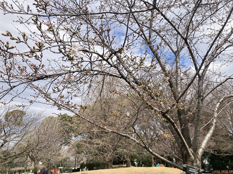 北区飛鳥山公園 tweet media