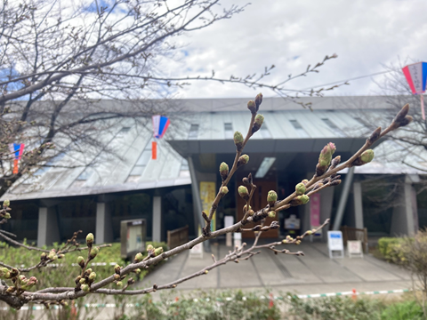 北区飛鳥山公園 tweet media