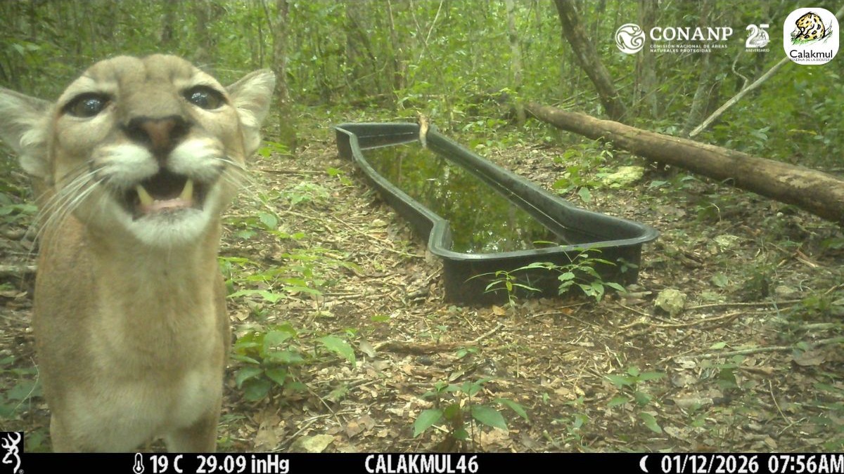 Compartimos esta increíble fotografía 📸 de un #Puma (Puma concolor). 😺

Una de las cámaras trampa de la RB #Calakmul logró captar a este ejemplar que, después de beber agua en uno de los bebederos, se acercó con curiosidad a la cámara y nos regaló un gesto muy peculiar. 📸🐾