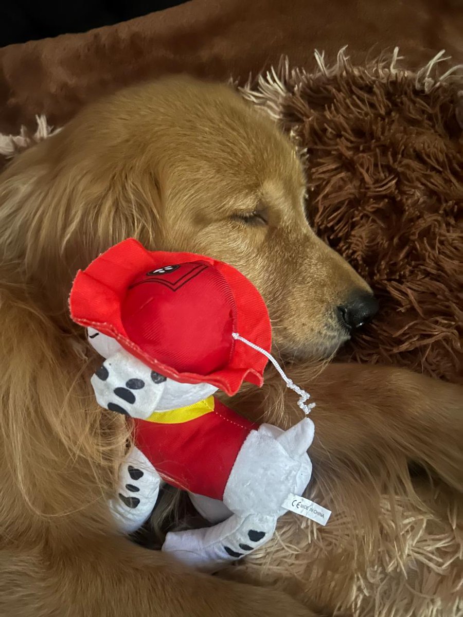 En mi familia compramos al menos un peluche por mes.

La razón: