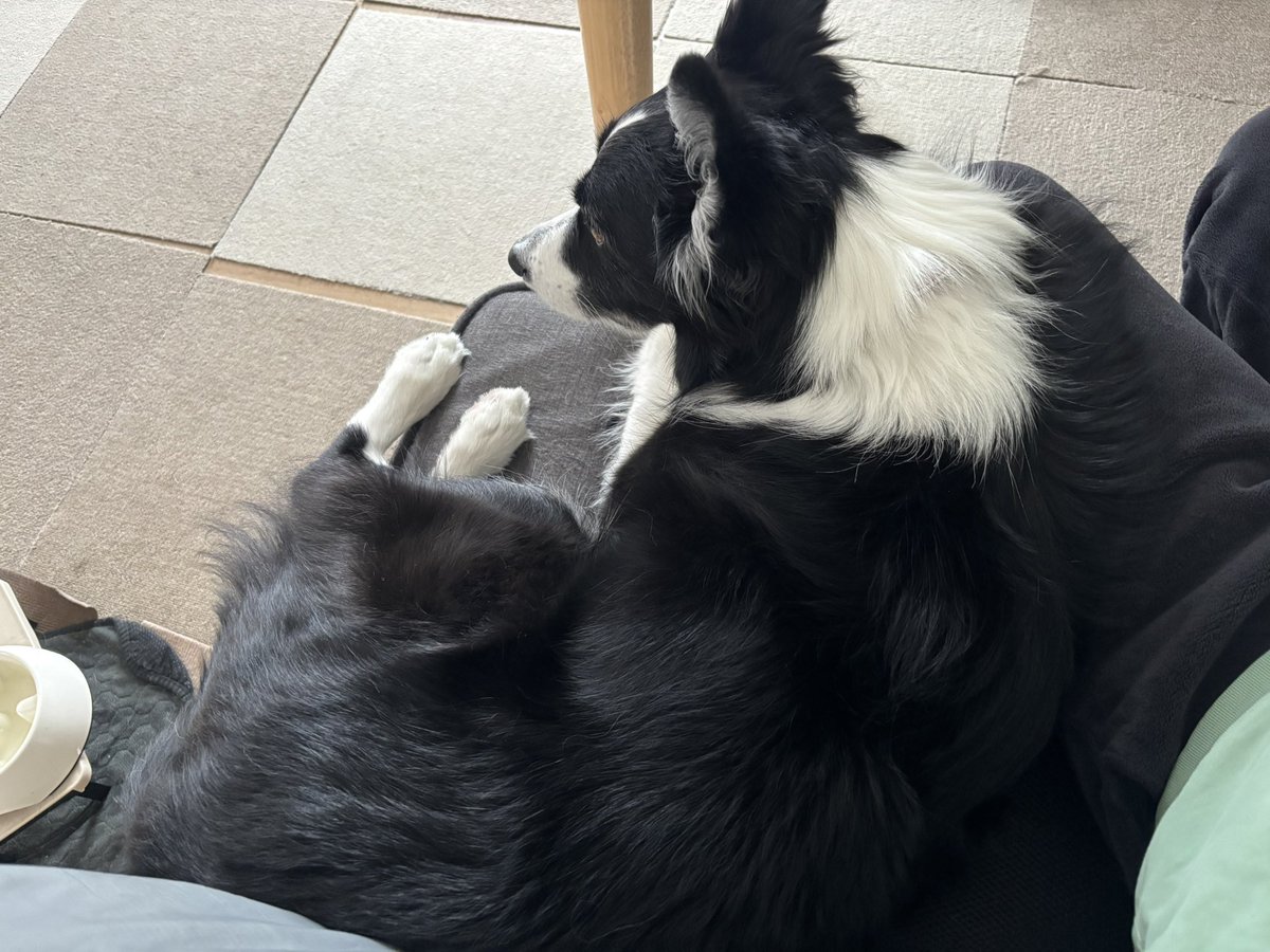 みるく@ボーダーコリー tweet media