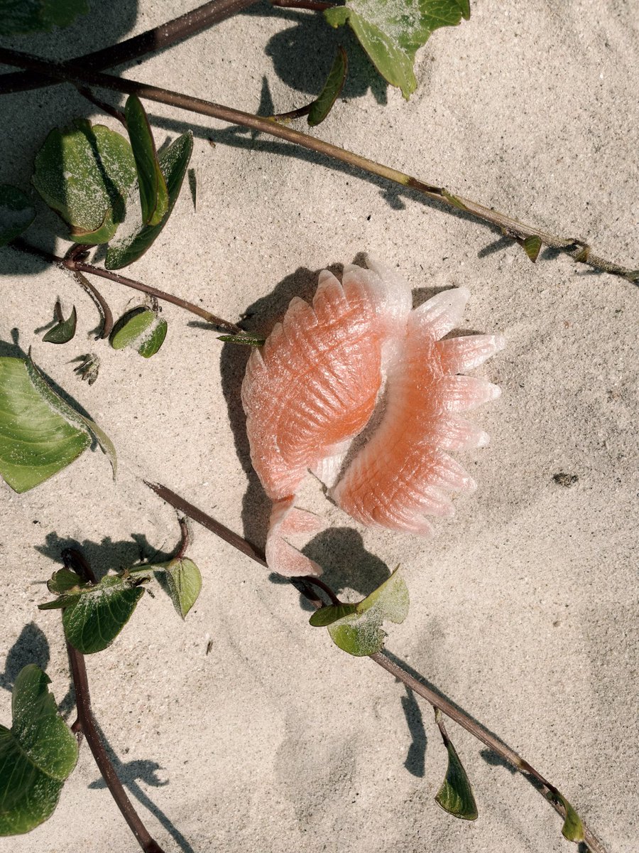 thanh an tweet media