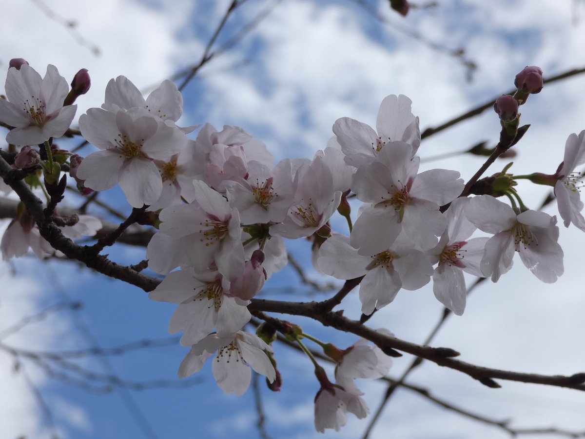 ParksTakaido's tweet photo. ソメイヨシノが開花しましたー🌸
平年より早い開花で、３月末から４月初めにかけて満開を迎えそうです！

#高井戸公園 #ソメイヨシノ #サクラ https://t.co/NzPjhgFfXj