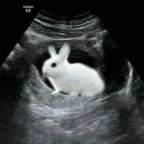 cal 𓏲 vote me best will stan tweet media